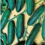 Cool Breeze Cucumbers Seeds (20+ Seeds) | Non GMO | Vegetable Fruit Herb Flower Seeds for Planting | Home Garden Greenhouse Pack Photo, best price $3.69 ($0.18 / Count) new 2024