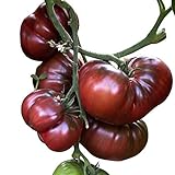 Tomate - Black Krim 10 Samen -Super süße dunkle Fleischtomate- Foto, bester Preis 2,49 € neu 2024
