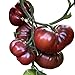 Foto Tomate - Black Krim 10 Samen -Super süße dunkle Fleischtomate-