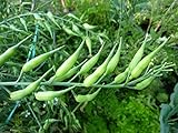 Rat-Tailed Radish Seeds - An Extremely Old Heirloom Variety,From Eastern Asia.(200 Seeds) Photo, best price $8.83 new 2024