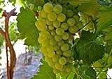 Heirloom 50 Seeds Green Grape Fruit Vine Vitis Vinifera Seeds Photo, best price $3.00 new 2024