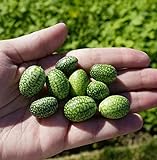 Thumb Watermelon Seeds for Planting-300 Seeds Photo, best price $6.99 new 2024