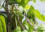 Dragon's Tongue Bush Bean Seeds (Dragon Langerie), 25 Heirloom Seeds Per Packet, Non GMO Seeds, Scientific Name: Phaseolus vulgaris, Isla's Garden Seeds Photo, best price $5.99 ($0.24 / Count) new 2024