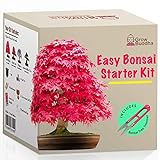 Züchte dein eigenes Bonsai - Züchte einfach 4 Arten von Bonsai-Bäumen mit unserem kompletten, anfängerfreundlichen Starter-Samen-Set - Geschenk set, Einzigartige Geschenkidee Foto, bester Preis 16,95 € neu 2024