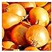 Photo 250 Utah Yellow Sweet Spanish Onion Seeds | Non-GMO | Fresh Garden Seeds | Instant Latch