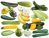 This is a Mix!!! 50+ Zucchini and Squash Mix Seeds 12 Varieties Non-GMO Delicious Grown in USA. Rare, Super Profilic Photo, best price $6.79 ($0.14 / Count) new 2024