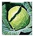 Foto Semillas de col de Copenhague - verduras - brassica oleracea - cp002 - las mejores semillas de plantas - flores - frutas raras - coliflores - idea de regalo original - 3300 semillas aproximadamente