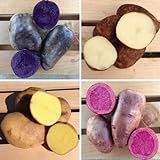(1 Pound) Color Mix Seed Potato Mix, Speciality Potato, Blue, Red, Yellow, White, Excellent Photo, best price $6.90 ($6.90 / Pound) new 2024