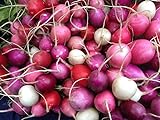 Radish Easter Rainbow Mix Seeds Choose Your Packet Size Easy Grow Heirloom Microgreens and Sprouting bin286 (250 Seeds) Photo, best price $2.99 new 2024