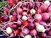 Photo Radish Easter Rainbow Mix Seeds Choose Your Packet Size Easy Grow Heirloom Microgreens and Sprouting bin286 (250 Seeds)