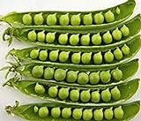 Pea Seed, Sugar Daddy, Heirloom, Non GMO, 20 Seeds, Perfect Peas Photo, best price $1.99 new 2024