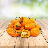 Habanero Orange 25 x Samen aus Portugal 100% Natürlich ohne Chemische Anzuchthilfe oder Gentechnik Foto, bester Preis 2,99 € (2,99 € / stück) neu 2024