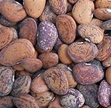 Jackson Wonder Butterbean Bush Lima Bean Seed Heirloom Beans 25 Count Seeds Photo, best price $5.00 new 2024