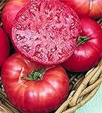 Pink Ponderosa Heirloom Tomato Seeds - Large Tomato - One of The Most Delicious Tomatoes for Home Growing, Non GMO - Neonicotinoid-Free. Photo, best price $12.99 ($1,299.00 / Ounce) new 2024