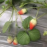 Heirloom Red Strawberry 200+ Seeds Photo, best price $7.50 ($0.04 / Count) new 2024