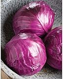David's Garden Seeds Cabbage Ruby Perfection 7742 (Red) 100 Non-GMO, Hybrid Seeds Photo, best price $3.95 new 2024