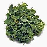 Broccoli Raab Seeds, Rapini, Heirloom, Non GMO, 100 Seeds, Delicious a Culinary Delight Photo, best price $2.99 new 2024