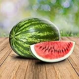 Wassermelon Klondike 25 x Samen - 100% Natursamen, Superfruchtig und Herrlich Erfrischend Foto, bester Preis 2,90 € neu 2024