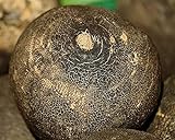 Graines Radis noir gros rond d'hiver- sachet d'environ 700 graines - Raphanus/sativus/Brassicaceae - Graines de style Photo, meilleur prix 3,99 € (399,00 € / kg) nouveau 2024
