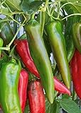 100 Anaheim Chili Pepper Seeds | Non-GMO | Fresh Garden Seeds Photo, best price $5.95 new 2024