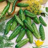 David's Garden Seeds Cucumber Gherkin Parisian 3348 (Green) 50 Non-GMO, Hybrid Seeds Photo, best price $4.45 new 2024
