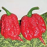 Carolina Reaper Hot Peppers (Red) World's Hottest Pepper Seeds (20+ Seeds) | Non GMO | Vegetable Fruit Herb Flower Seeds for Planting | Home Garden Greenhouse Pack Photo, best price $6.69 ($0.33 / Count) new 2024