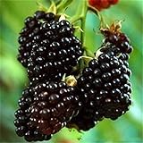 Nueva Negro Rojo Amarillo Frambuesas Semillas de frutas Berry Bush Rubus Jardín 20pcs Foto, mejor precio 14,99 € nuevo 2024