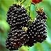 Foto Nueva Negro Rojo Amarillo Frambuesas Semillas de frutas Berry Bush Rubus Jardín 20pcs