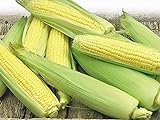 Corn, Golden Bantam Yellow Corn, Heirloom, Non-GMO,20 Seeds, Delicious and Sweet Veggie Photo, best price $1.99 ($0.10 / Count) new 2024