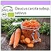 Photo SAFLAX - BIO - Carottes - Roi de l'automne - 1000 graines - Daucus carota