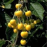 Obstbaum Kirsche Kirschbaum Busch Form gelb Dönissens gelbe Knorpelkirsche - hochwertige Baumschul Qualität direkt vom Fachhändler Foto, bester Preis 32,90 € neu 2024