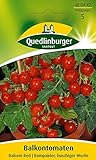 Quedlinburger Tomate 'Balconi Red', 1 Tüte Samen Foto, bester Preis 3,19 € (0,13 € / stück) neu 2024