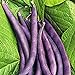 Photo Royal Burgundy Bush Bean Seeds, 30 Heirloom Seeds Per Packet, Non GMO Seeds, Isla's Garden Seeds