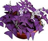 Oxalis Triangularis 10 Bulbs - Purple Shamrocks Lucky Lovely Flowers Bulbs Grows Indoor or Outdoor Photo, best price $10.90 new 2024