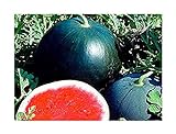 Melone - Wassermelone Sugar Baby - Zucker Baby - 10 Samen Foto, bester Preis 1,70 € neu 2024