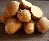 Golden Yukon Nuggets Heirloom Potato Seed 3lbs Virus Free Non GMO Photo, best price $16.99 ($0.35 / Ounce) new 2024