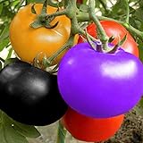 Arcoíris Semillas de Tomate Jardín Orgánico Frutas Semillas de Vegetales Planta Hogar Patio Decoración (100 Piezas) Foto, mejor precio 6,89 € nuevo 2024