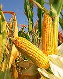 300 Seeds Yellow Dent Corn Kernels Grain Corn Seeds Field Corn for Corn Meal Grinding Planting Heirloom Non-GMO Photo, best price $10.50 ($148.94 / Ounce) new 2024