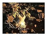 Cyphostemma bainesii - arbre de raisin d Afrique - 3 graines Photo, meilleur prix 3,30 € nouveau 2024