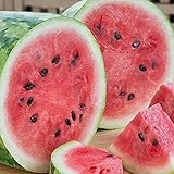 RattleFree Watermelon Seeds for Planting Heirloom and NonGMO Jubilee Watermelon Seeds to Plant in Home Gardens Full Planting Instructions on Each Planting Packet Photo, best price $5.95 new 2024