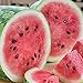 Photo RattleFree Watermelon Seeds for Planting Heirloom and NonGMO Jubilee Watermelon Seeds to Plant in Home Gardens Full Planting Instructions on Each Planting Packet