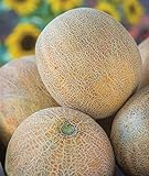 Burpee Ambrosia Cantaloupe Melon Seeds 30 seeds Photo, best price $7.97 ($0.27 / Count) new 2024
