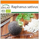 SAFLAX - BIO - Schwarzer Spanischer Rettich - 100 Samen - Raphanus sativus Foto, bester Preis 3,95 € neu 2024