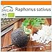 Foto SAFLAX - BIO - Schwarzer Spanischer Rettich - 100 Samen - Raphanus sativus