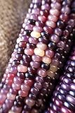 Amethyst Dream Purple Glass Gem Cherokee Indian Corn Heirloom Premium Seed Packet + More Photo, best price $4.99 new 2024