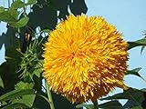 Sonnenblumenkerne 20 / Pack (Helianthus annus) Bio-Hausgarten ohne GVO Sonnige Sonnenblumenkerne Offene bestäubte Samen zum Pflanzen von großen Teddy-Sonnenblumen Foto, bester Preis 7,02 € neu 2024