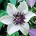 Photo 50 White and Purple Clematis Seeds Bloom Climbing Perennial Flowers Seed Flower Vine Climbing Perennial