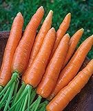 700+ Seeds of Carrot Scarlet Nantes, Daucus carota, Great Flavor, Texture, Uniformity Carrot, Heirloom, Non-GMO Seeds, Open Pollinated, Cool Season Photo, best price $6.99 new 2024