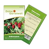 Erdbeerspinat Samen - Chenopodium foliosum - Erdbeerspinatsamen - Gemüsesamen - Saatgut für 200 Pflanzen Foto, bester Preis 1,99 € (0,01 € / stück) neu 2024