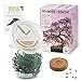 Foto GROW2GO Bonsai Kit incl. eBook GRATUITO - Set con mini invernadero, semillas y tierra - idea de regalo sostenible para los amantes de las plantas (Wisteria)